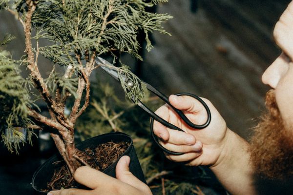 10 raisons de choisir un élagueur à Tarbes pour votre espace vert