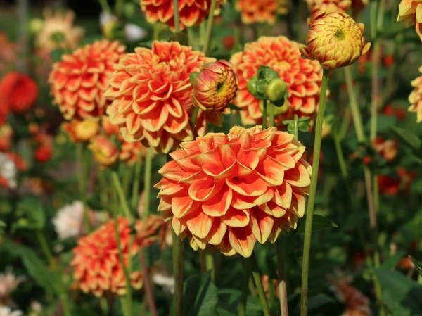 Découvrir votre future maison : L'importance du voisinage à ne pas sous-estimer